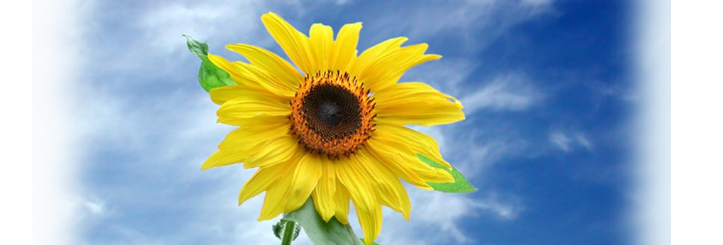 五一假期安全告知書（責(zé)任書）