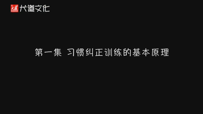 最新訓(xùn)犬資料視頻教程課程(全套)網(wǎng)盤下載 犬道文化家庭健康護(hù)理和美容教程下載 第3張 最新訓(xùn)犬資料視頻教程課程(全套)網(wǎng)盤下載 犬道文化家庭健康護(hù)理和美容教程下載 第3張